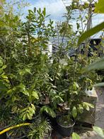 Grote laurier novita 160/170  pot gekweekt 6st  24,95 pst, Ophalen, Bloeit niet, Vaste plant, Halfschaduw