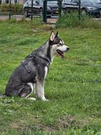 Alaskan Malamute te koop – Lief en actief vrouwtje 3,5 jaar, Dieren en Toebehoren, Honden | Poolhonden, Keeshonden en Oertypen