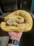 Banana pastel man, Dieren en Toebehoren, 0 tot 2 jaar