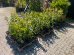 Toscaanse Jasmijn 60/70€ 9,95 pst 5 st voor €40,00, Ophalen of Verzenden, Overige soorten, Struik, Minder dan 100 cm