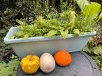Balkonbak met inheemse planten. Gifvrij. Oa Komkommerkruid, Ophalen, Overige soorten, Volle zon
