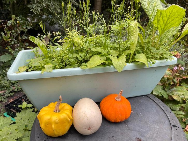 Balkonbak met inheemse planten. Gifvrij. Oa Komkommerkruid, Tuin en Terras, Planten | Tuinplanten, Overige soorten, Volle zon