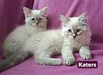 Ragdoll x Siberische kittens met blauwe ogen, Dieren en Toebehoren, Meerdere dieren, Ontwormd