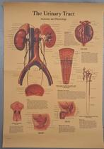 Anatomische poster, Verzamelen, Posters, Ophalen of Verzenden, Zo goed als nieuw, Rechthoekig Staand