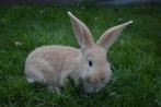 Prachtige vlaamse reuzen jongen, Dieren en Toebehoren, Geslacht onbekend, Groot, 0 tot 2 jaar