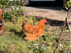 Cochin kriel hanen gratis, Dieren en Toebehoren, Pluimvee, Mannelijk, Kip