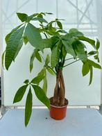 Pachira Aquatica - Geldboom met gevlochten stam, Overige soorten, In pot, Minder dan 100 cm, Groene kamerplant