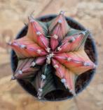 Cactus Gymnocalycium Mihanovichii p7 (34)