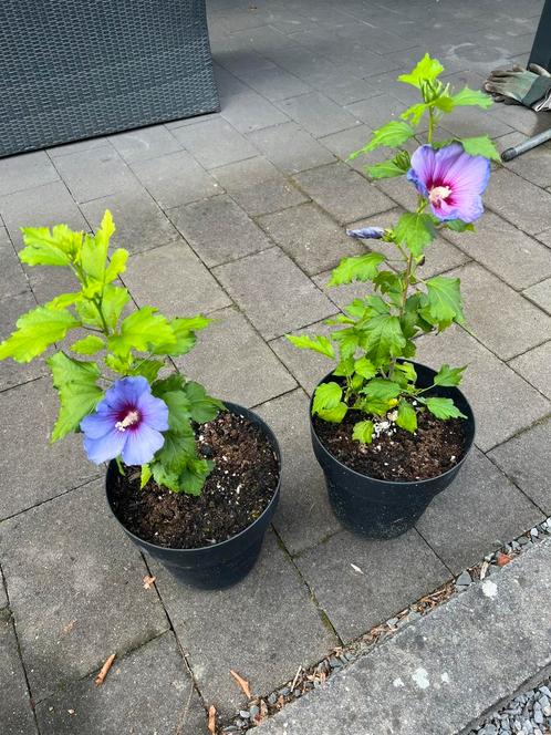 Vaste plant hibiscus,  grote bloemen in diverse kleuren, Tuin en Terras, Planten | Bomen, Ophalen of Verzenden
