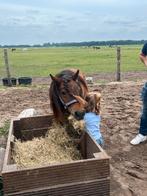 Verzorgster gezocht, Dieren en Toebehoren
