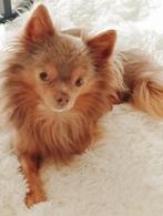Dekreu chihuahua, Dieren en Toebehoren, Honden | Dekreuen, Rabiës (hondsdolheid), Reu, Eén hond, 3 tot 5 jaar