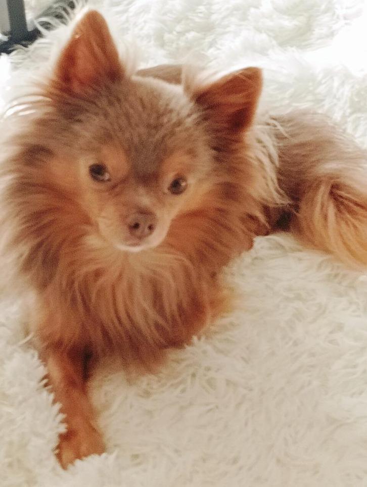 Dekreu chihuahua, Dieren en Toebehoren, Honden | Dekreuen, Reu, Particulier, Eén hond, Nederland, 3 tot 5 jaar, CDV (hondenziekte)