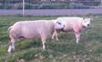 Texelaar dekrammen, Mannelijk, Schaap, 0 tot 2 jaar
