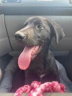Labrador-herder mix (4 mnd) uit Bosnië zoekt ervaren baasje!, Particulier, Rabiës (hondsdolheid), 15 weken tot 1 jaar, Reu