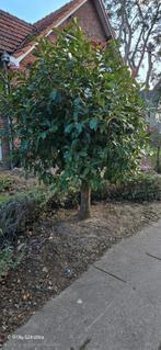 glansmispel, Tuin en Terras, Ophalen of Verzenden, Volle zon, Overige soorten, 100 tot 250 cm