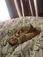 Tekoop 2 lieve kitten zusjes baby & luna, Dieren en Toebehoren, Katten en Kittens | Overige Katten, Meerdere dieren, Kortharig