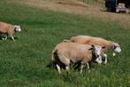 schapen, Dieren en Toebehoren, Meerdere dieren, Schaap, 0 tot 2 jaar