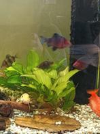 Diverse barbelen, Dieren en Toebehoren, Vissen | Aquariumvissen, Vis, Zoetwatervis