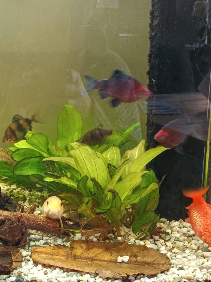 Diverse barbelen, Dieren en Toebehoren, Vissen | Aquariumvissen, Zoetwatervis, Vis