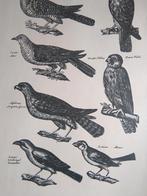 Oude prent roofvogels, Verzamelen, Foto's en Prenten, Verzenden, 1960 tot 1980, Gebruikt