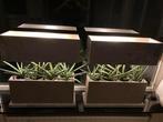 Plant lamp, Ophalen of Verzenden, Nieuw, Eigen productie