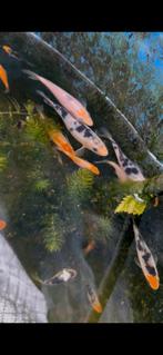 Zeer mooie tosai koi / jonge koikarpers diverse soorten!, Dieren en Toebehoren, Vissen | Vijvervissen, Karper of Koi