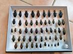 Verzameling loopkevers Carabidae, Ophalen, Nieuw, Opgezet dier