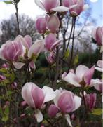 Magnolia Cameo-prachtige 2 kleurige kleine compacte soort !, Tuin en Terras, Planten | Tuinplanten, Ophalen of Verzenden