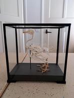 Skelet duif in vitrine, Ophalen of Verzenden