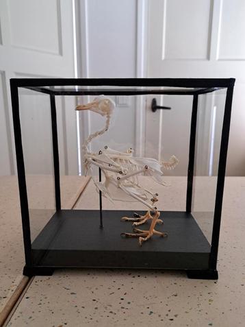 Skelet duif in vitrine beschikbaar voor biedingen