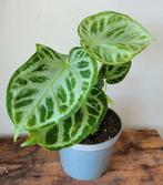 Anthurium silver blush., Ophalen, Overige soorten, Minder dan 100 cm