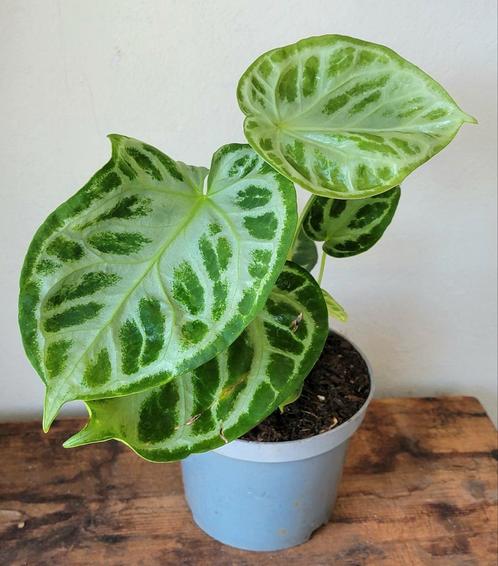 Anthurium silver blush., Huis en Inrichting, Kamerplanten, Overige soorten, Minder dan 100 cm, Ophalen