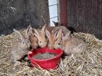 Vlaamse reuzen, Dieren en Toebehoren, Konijnen