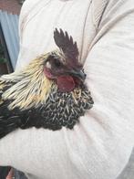 Araucana x maran, Dieren en Toebehoren, Pluimvee, Mannelijk, Kip