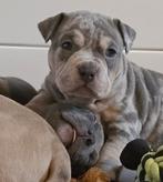 American bully pups, Overige rassen, CDV (hondenziekte), 8 tot 15 weken, Meerdere