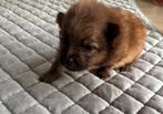 Prachtige pomeriaan pups, Dieren en Toebehoren, Keeshond, Reu, CDV (hondenziekte), 8 tot 15 weken