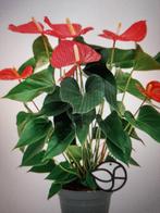 Rood kleurige, bloeiende Flamingo - Anthurium Plant, Huis en Inrichting, Kamerplanten, Ophalen, Overige soorten, Halfschaduw, Minder dan 100 cm