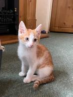 Super lieve kittens zoeken een nieuw huisje, Kater, Kortharig, 0 tot 2 jaar