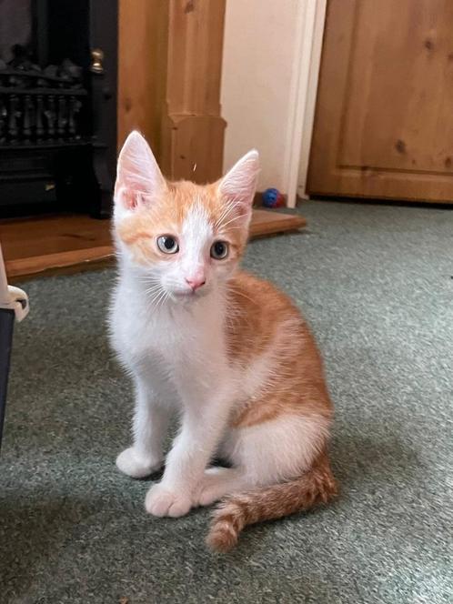 Super lieve kittens zoeken een nieuw huisje, Dieren en Toebehoren, Katten en Kittens | Overige Katten, Kortharig, Kater, 0 tot 2 jaar