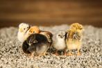 Wyandotte kriel kippen kuikens | Gesekst en Ingeënt, Dieren en Toebehoren, Pluimvee, Vrouwelijk, Kip