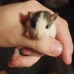 🐀 Rittens Ratjes , gezond & Tam❤️ 2 nestjes, Rat, Juni, Meerdere dieren, Tam