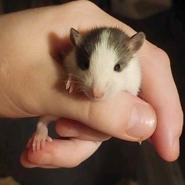 🐀 Rittens Ratjes ,gezond & Tam❤️laatste ratjes !, Dieren en Toebehoren, Knaagdieren, Meerdere dieren, Rat, Juni, Tam