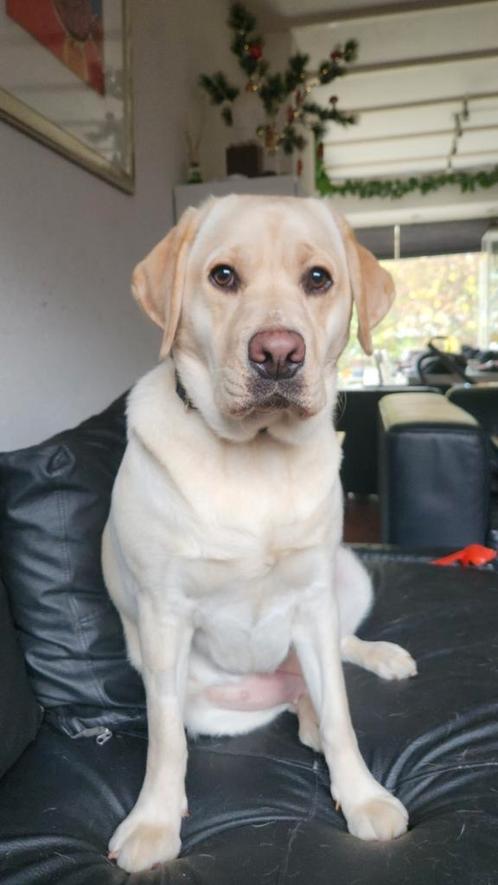 Lieve labrador zoekt nieuw baasje, Dieren en Toebehoren, Honden | Retrievers, Spaniëls en Waterhonden, Teef, Labrador retriever