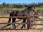 ###Super mooie valk NRPS jaarling hengst ###, Dieren en Toebehoren, Pony's, Niet van toepassing, 0 tot 2 jaar, Hengst, Recreatiepony