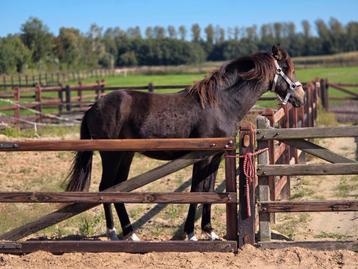 ###Super mooie valk NRPS jaarling hengst ### beschikbaar voor biedingen