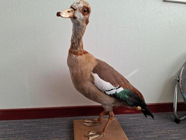 Opgezette Gans en Fazant - Prachtige Decoratie, Antiek en Kunst, Curiosa en Brocante, Ophalen