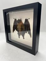 Opgezette vleermuis in lijst. Cynopterus brachyotis, Verzamelen, Dierenverzamelingen, Ophalen of Verzenden, Nieuw, Insect, Opgezet dier