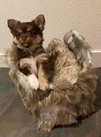 Pomchi pup reu 2, Dieren en Toebehoren, Honden | Chihuahua's en Gezelschapshonden, Parvo, Reu, 8 tot 15 weken, Eén hond