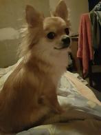 Pomchi, Dieren en Toebehoren, CDV (hondenziekte), 1 tot 2 jaar, Teef, Eén hond