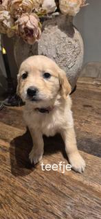 Raszuivere golden retriever pups, Dieren en Toebehoren, Honden | Retrievers, Spaniëls en Waterhonden, Golden retriever, Rabiës (hondsdolheid)